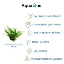 Aquarium Pflanze Auf Wurzel Tropica Nr.008 008A 008G YWS Set Mix -Haus Dekoration Verkaufsgeschäft Aquarium Pflanze Microsorum pteropus Javafarn auf Wurzel Tropica Nr 008 YWS 008 YWS 4 2 30752