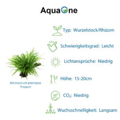 Aquarium Pflanze Auf Wurzel Tropica Nr.008 008A 008G YWS Set Mix -Haus Dekoration Verkaufsgeschäft Aquarium Pflanze Microsorum pteropus Javafarn auf Wurzel Tropica Nr 008 YWS 008 YWS 5 3 30752
