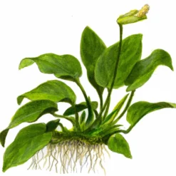 Aquarium Pflanze Anubias Barteri Var. Nana Auf Wurzel Tropica Nr.101 YWS -Haus Dekoration Verkaufsgeschäft Aquarium Pflanze Microsorum pteropus Javafarn auf Wurzel Tropica Nr 008 YWS 1 25791