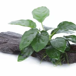 Aquarium Pflanze Anubias Barteri Var. Nana Auf Wurzel Tropica Nr.101 YWS -Haus Dekoration Verkaufsgeschäft Aquarium Pflanze Microsorum pteropus Javafarn auf Wurzel Tropica Nr 008 YWS 2 25791