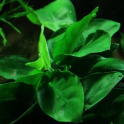 Aquarium Pflanze Anubias Barteri Var. Nana Auf Wurzel Tropica Nr.101 YWS -Haus Dekoration Verkaufsgeschäft Aquarium Pflanze Microsorum pteropus Javafarn auf Wurzel Tropica Nr 008 YWS 3 25791