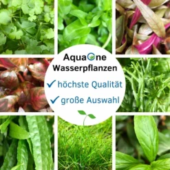 Aquarium Pflanze Auf Wurzel Tropica Nr.008 008A 008G YWS Set Mix -Haus Dekoration Verkaufsgeschäft Aquarium Pflanze Microsorum pteropus Javafarn auf Wurzel Tropica Nr 008 YWS wAsserpflanzen 30752