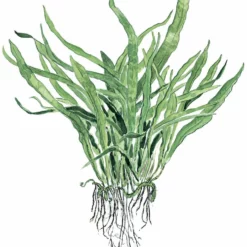 Aquarium Pflanze Microsorum Pteropus 'Narrow' Auf Wurzel Tropica Nr.008A YWS -Haus Dekoration Verkaufsgeschäft Aquarium Pflanze Microsorum pteropus Narrow auf Wurzel Tropica Nr 008A YWS 1 26496