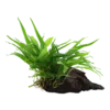 Aquarium Pflanze Microsorum Pteropus 'Narrow' Auf Wurzel Tropica Nr.008A YWS