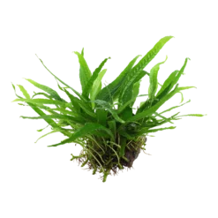 Aquarium Pflanze Microsorum Pteropus 'Narrow' Auf Wurzel Tropica Nr.008A YWS -Haus Dekoration Verkaufsgeschäft Aquarium Pflanze Microsorum pteropus Narrow auf Wurzel Tropica Nr 008A YWS 3 26496