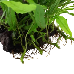 Aquarium Pflanze Microsorum Pteropus 'Narrow' Auf Wurzel Tropica Nr.008A YWS -Haus Dekoration Verkaufsgeschäft Aquarium Pflanze Microsorum pteropus Narrow auf Wurzel Tropica Nr 008A YWS 4 26496