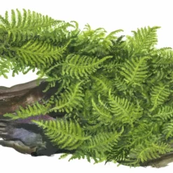 Aquarium Pflanze Vesicularia Montagnei 'Christmas' Auf Wurzel Tropica Nr.003A YWS -Haus Dekoration Verkaufsgeschäft Aquarium Pflanze Microsorum pteropus Trident auf Wurzel Tropica Nr 008G YWS 1 25794