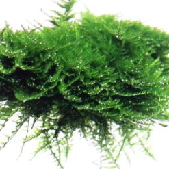 Aquarium Pflanze Vesicularia Montagnei 'Christmas' Auf Wurzel Tropica Nr.003A YWS -Haus Dekoration Verkaufsgeschäft Aquarium Pflanze Microsorum pteropus Trident auf Wurzel Tropica Nr 008G YWS 3 25794