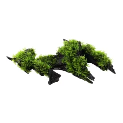 Aquarium Pflanze Vesicularia Montagnei 'Christmas' Auf Wurzel Tropica Nr.003A YWS -Haus Dekoration Verkaufsgeschäft Aquarium Pflanze Microsorum pteropus Trident auf Wurzel Tropica Nr 008G YWS 3a 25794