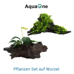 Aquarium Pflanze Auf Wurzel Tropica Nr.101 YWS 003A YWS Set Mix -Haus Dekoration Verkaufsgeschäft Aquarium Pflanze auf Wurzel Tropica Nr 008 008A 008G YWS Set Mix 101 003A 2 30754