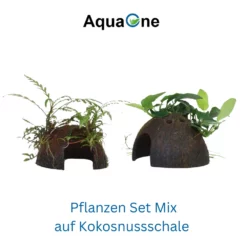 Aquarium Pflanze Auf Wurzel Tropica Nr.509 YCS 510 YCS Set Mix -Haus Dekoration Verkaufsgeschäft Aquarium Pflanze auf Wurzel Tropica Nr 101 YWS 003A YWS Set Mix 509 510 2 30761
