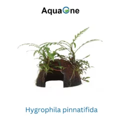 Aquarium Pflanze Auf Wurzel Tropica Nr.509 YCS 510 YCS Set Mix -Haus Dekoration Verkaufsgeschäft Aquarium Pflanze auf Wurzel Tropica Nr 101 YWS 003A YWS Set Mix 509 510 3 30761