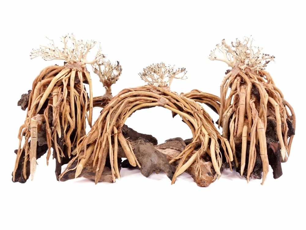 Aquarium Wurzel Bonsai Exclusiv Größe L 60x30cm Nr.108 Holz Deko Aquascaping 1 Aquarium Wurzel Bonsai Exclusiv Größe L 60x30cm Nr.108 Holz Deko Aquascaping