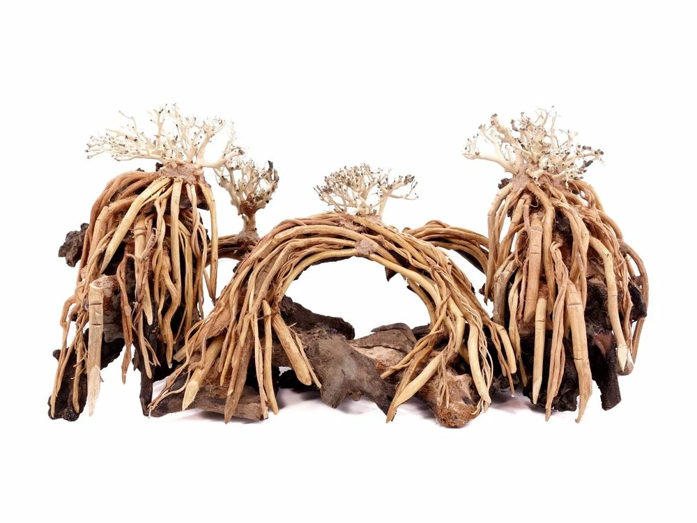 Aquarium Wurzel Bonsai Exclusiv Größe L 60x30cm Nr.108 Holz Deko Aquascaping 4 Aquarium Wurzel Bonsai Exclusiv Größe L 60x30cm Nr.108 Holz Deko Aquascaping – Bild 4