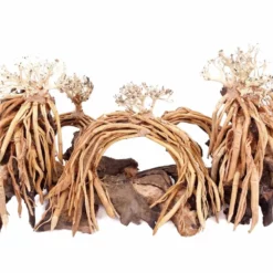 Aquarium Wurzel Bonsai Exclusiv Größe L 60x30cm Nr.108 Holz Deko Aquascaping 10 Aquarium Wurzel Bonsai Exclusiv Größe L 60x30cm Nr.108 Holz Deko Aquascaping -Haus Dekoration Verkaufsgeschäft Aquarium Wurzel Bonsai Exclusive Groesse L 60x30cm Nr 108 Holz Deko Aquascaping DSC03297 23100