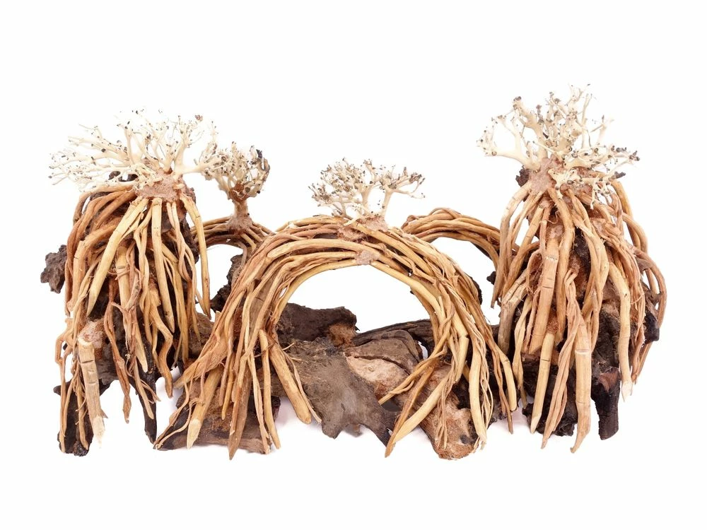 Aquarium Wurzel Bonsai Exclusiv Größe L 60x30cm Nr.108 Holz Deko Aquascaping 5 Aquarium Wurzel Bonsai Exclusiv Größe L 60x30cm Nr.108 Holz Deko Aquascaping – Bild 5