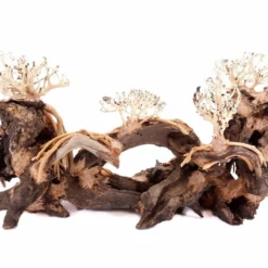 Aquarium Wurzel Bonsai Exclusiv Größe L 60x30cm Nr.108 Holz Deko Aquascaping 11 Aquarium Wurzel Bonsai Exclusiv Größe L 60x30cm Nr.108 Holz Deko Aquascaping -Haus Dekoration Verkaufsgeschäft Aquarium Wurzel Bonsai Exclusive Groesse L 60x30cm Nr 108 Holz Deko Aquascaping DSC03299 23100