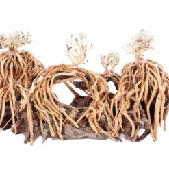 Aquarium Wurzel Bonsai Exclusiv Größe L 60x30cm Nr.108 Holz Deko Aquascaping 8 Aquarium Wurzel Bonsai Exclusiv Größe L 60x30cm Nr.108 Holz Deko Aquascaping -Haus Dekoration Verkaufsgeschäft Aquarium Wurzel Bonsai Exclusive Groesse L 60x30cm Nr 108 Holz Deko Aquascaping DSC03302 23100