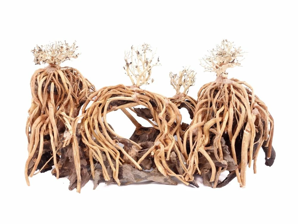 Aquarium Wurzel Bonsai Exclusiv Größe L 60x30cm Nr.108 Holz Deko Aquascaping 3 Aquarium Wurzel Bonsai Exclusiv Größe L 60x30cm Nr.108 Holz Deko Aquascaping – Bild 3