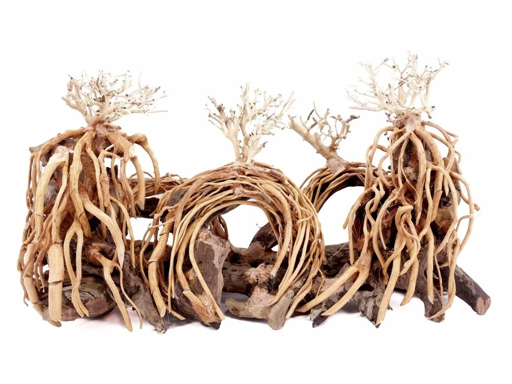 Aquarium Wurzel Bonsai Exclusiv Größe L 60x30cm Nr.108 Holz Deko Aquascaping 2 Aquarium Wurzel Bonsai Exclusiv Größe L 60x30cm Nr.108 Holz Deko Aquascaping – Bild 2