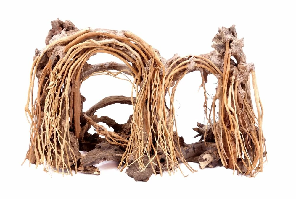 Aquarium Wurzel Bonsai Exclusiv Größe L 60x40cm Nr.31 Holz Deko Aquascaping 1 Aquarium Wurzel Bonsai Exclusiv Größe L 60x40cm Nr.31 Holz Deko Aquascaping