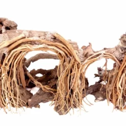Aquarium Wurzel Bonsai Exclusiv Größe L 60x40cm Nr.31 Holz Deko Aquascaping 8 Aquarium Wurzel Bonsai Exclusiv Größe L 60x40cm Nr.31 Holz Deko Aquascaping -Haus Dekoration Verkaufsgeschäft Aquarium Wurzel Bonsai Exclusive Groesse L 60x40cm Nr 31 Holz Deko Aquascaping DSC03175 23105