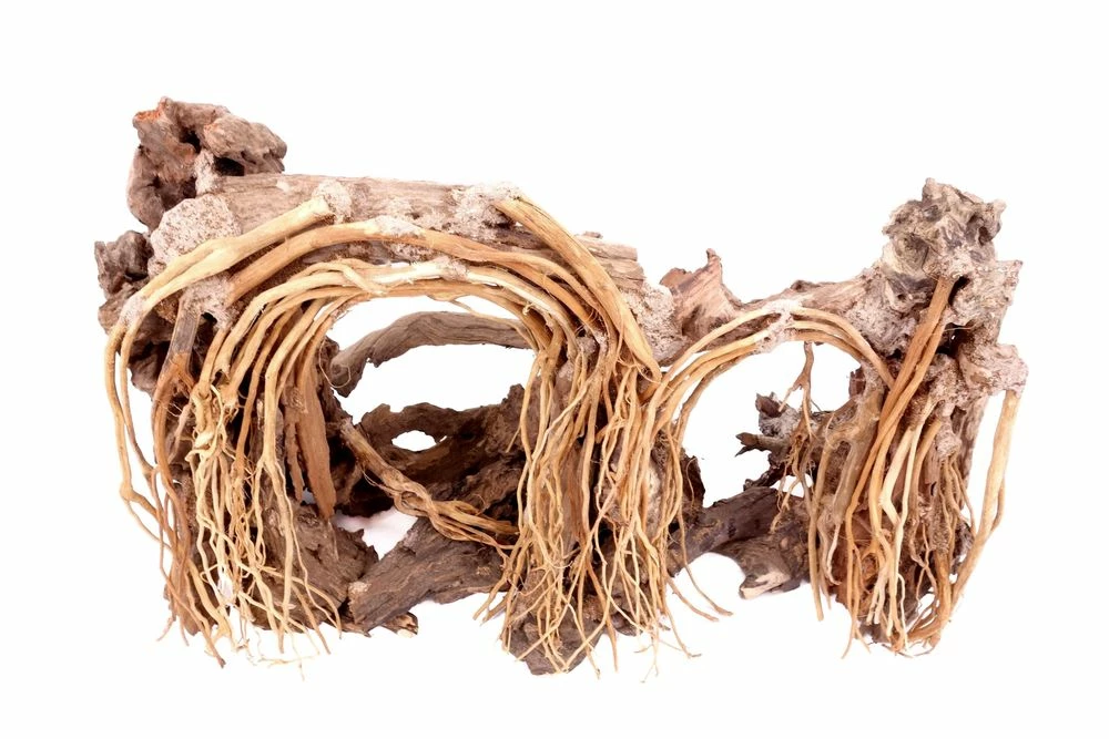 Aquarium Wurzel Bonsai Exclusiv Größe L 60x40cm Nr.31 Holz Deko Aquascaping 4 Aquarium Wurzel Bonsai Exclusiv Größe L 60x40cm Nr.31 Holz Deko Aquascaping – Bild 4