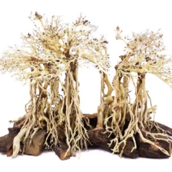 Aquarium Wurzel Bonsai Exclusiv Größe L 60x40cm Nr.80 Holz Deko Aquascaping -Haus Dekoration Verkaufsgeschäft Aquarium Wurzel Bonsai Exclusive Groesse L 60x40cm Nr 80 Holz Deko Aquascaping 80 2 23081
