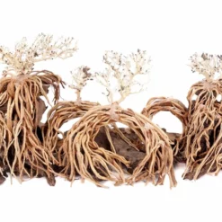 Aquarium Wurzel Bonsai Exclusiv Größe XL 90x40cm Nr.108 Holz Deko Aquascaping -Haus Dekoration Verkaufsgeschäft Aquarium Wurzel Bonsai Exclusive Groesse XL 90x40cm Nr 108 Holz Deko Aquascaping DSC03272 23109