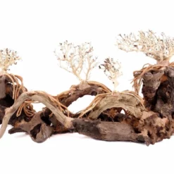 Aquarium Wurzel Bonsai Exclusiv Größe XL 90x40cm Nr.108 Holz Deko Aquascaping -Haus Dekoration Verkaufsgeschäft Aquarium Wurzel Bonsai Exclusive Groesse XL 90x40cm Nr 108 Holz Deko Aquascaping DSC03275 23109
