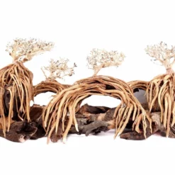 Aquarium Wurzel Bonsai Exclusiv Größe XL 90x40cm Nr.108 Holz Deko Aquascaping -Haus Dekoration Verkaufsgeschäft Aquarium Wurzel Bonsai Exclusive Groesse XL 90x40cm Nr 108 Holz Deko Aquascaping DSC03278 23109