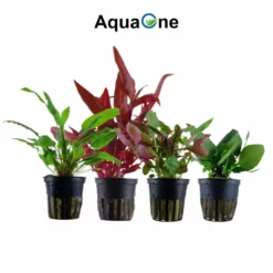 Set Für 60 Liter Aquarien Mit 8 Pflanzen Aquariumpflanzen Set Nr.136 -Haus Dekoration Verkaufsgeschäft Einsteiger Maxi Set mit 10 Tropica Topf Pflanzen Aquariumpflanzenset Nr 36 3 30649