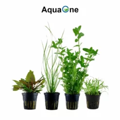 Set Für 60 Liter Aquarien Mit 8 Pflanzen Aquariumpflanzen Set Nr.136 -Haus Dekoration Verkaufsgeschäft Einsteiger Maxi Set mit 10 Tropica Topf Pflanzen Aquariumpflanzenset Nr 36 4 30649