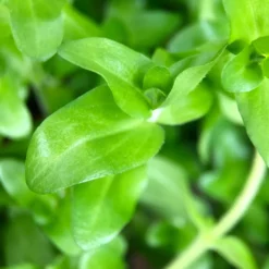 Set Für 60 Liter Aquarien Mit 8 Pflanzen Aquariumpflanzen Set Nr.136 -Haus Dekoration Verkaufsgeschäft Einsteiger Maxi Set mit 10 Tropica Topf Pflanzen Aquariumpflanzenset Nr 36 6 30649