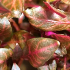 Set Für 60 Liter Aquarien Mit 8 Pflanzen Aquariumpflanzen Set Nr.136 -Haus Dekoration Verkaufsgeschäft Einsteiger Maxi Set mit 10 Tropica Topf Pflanzen Aquariumpflanzenset Nr 36 8 30649