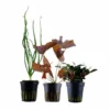 Exclusives Set Mit 3 Pflanzen Aquariumpflanzen Set Nr.135