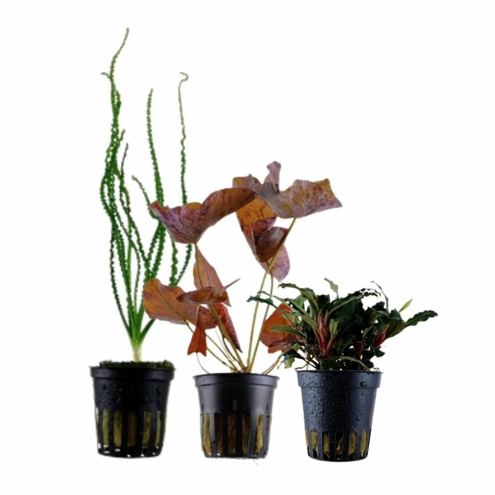 Exclusives Set Mit 3 Pflanzen Aquariumpflanzen Set Nr.135 1 Exclusives Set Mit 3 Pflanzen Aquariumpflanzen Set Nr.135