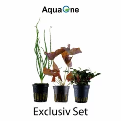 Exclusives Set Mit 3 Pflanzen Aquariumpflanzen Set Nr.135 7 Exclusives Set Mit 3 Pflanzen Aquariumpflanzen Set Nr.135 -Haus Dekoration Verkaufsgeschäft Exclusives Set mit 3 Tropica Topf Pflanzen Aquariumpflanzenset Nr 40 2 30648