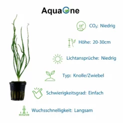 Exclusives Set Mit 3 Pflanzen Aquariumpflanzen Set Nr.135 8 Exclusives Set Mit 3 Pflanzen Aquariumpflanzen Set Nr.135 -Haus Dekoration Verkaufsgeschäft Exclusives Set mit 3 Tropica Topf Pflanzen Aquariumpflanzenset Nr 40 3 30648