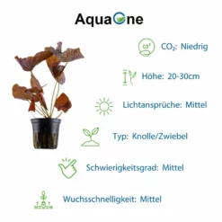 Exclusives Set Mit 3 Pflanzen Aquariumpflanzen Set Nr.135 9 Exclusives Set Mit 3 Pflanzen Aquariumpflanzen Set Nr.135 -Haus Dekoration Verkaufsgeschäft Exclusives Set mit 3 Tropica Topf Pflanzen Aquariumpflanzenset Nr 40 4 30648