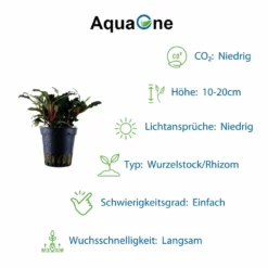 Exclusives Set Mit 3 Pflanzen Aquariumpflanzen Set Nr.135 10 Exclusives Set Mit 3 Pflanzen Aquariumpflanzen Set Nr.135 -Haus Dekoration Verkaufsgeschäft Exclusives Set mit 3 Tropica Topf Pflanzen Aquariumpflanzenset Nr 40 5 30648