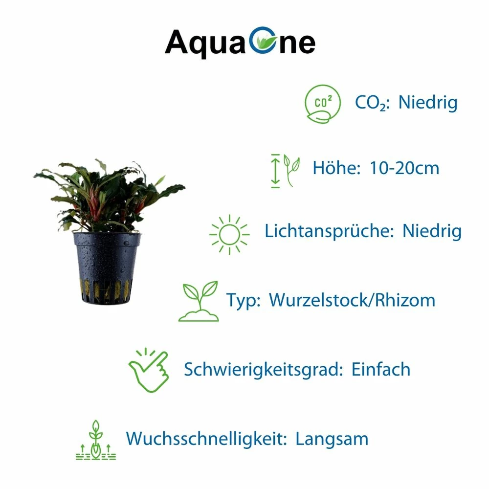 Exclusives Set Mit 3 Pflanzen Aquariumpflanzen Set Nr.135 5 Exclusives Set Mit 3 Pflanzen Aquariumpflanzen Set Nr.135 – Bild 5