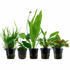 'Diskus' Set Mit 5 Topf Pflanzen Aquariumpflanzen Set Nr.131