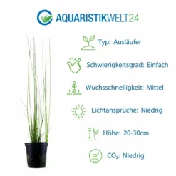 Gräser Set Mit 3 Gras Pflanzen Aquariumpflanzen Set Nr.130 8 Gräser Set Mit 3 Gras Pflanzen Aquariumpflanzen Set Nr.130 -Haus Dekoration Verkaufsgeschäft Graeser Set mit 5 Gras Pflanzen Aquariumpflanzen Set Nr 129 3 29961