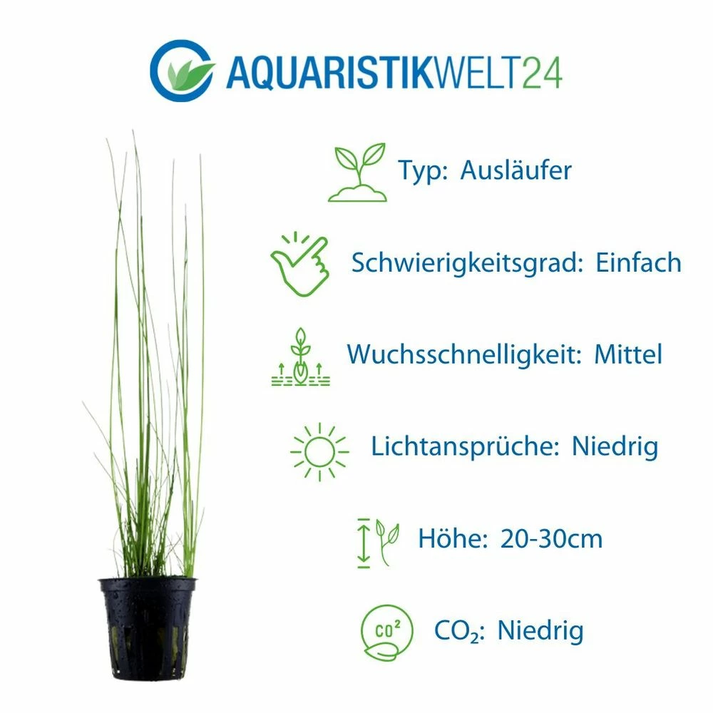 Gräser Set Mit 3 Gras Pflanzen Aquariumpflanzen Set Nr.130 3 Gräser Set Mit 3 Gras Pflanzen Aquariumpflanzen Set Nr.130 – Bild 3