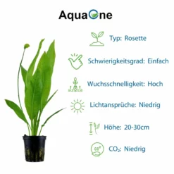 'Diskus' Set Mit 5 Topf Pflanzen Aquariumpflanzen Set Nr.131 -Haus Dekoration Verkaufsgeschäft Graeser Set mit 5 Gras Pflanzen Aquariumpflanzen Set Nr 129 3 30236