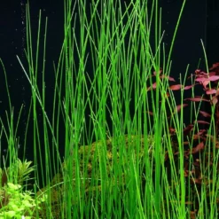 Gräser Set Mit 3 Gras Pflanzen Aquariumpflanzen Set Nr.130 11 Gräser Set Mit 3 Gras Pflanzen Aquariumpflanzen Set Nr.130 -Haus Dekoration Verkaufsgeschäft Graeser Set mit 5 Gras Pflanzen Aquariumpflanzen Set Nr 129 4 1 29961