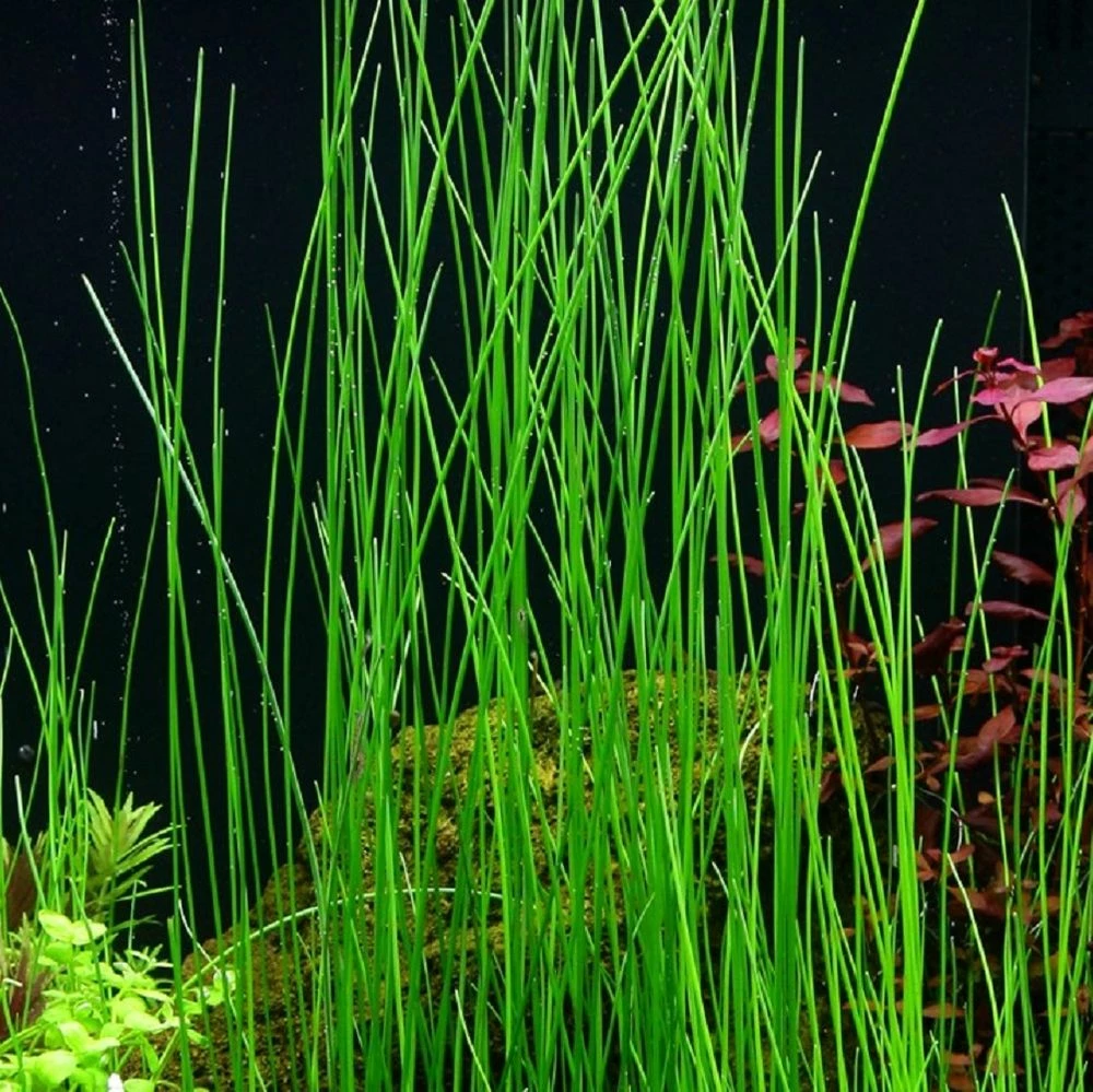 Gräser Set Mit 3 Gras Pflanzen Aquariumpflanzen Set Nr.130 6 Gräser Set Mit 3 Gras Pflanzen Aquariumpflanzen Set Nr.130 – Bild 6