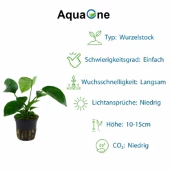 'Diskus' Set Mit 5 Topf Pflanzen Aquariumpflanzen Set Nr.131 -Haus Dekoration Verkaufsgeschäft Graeser Set mit 5 Gras Pflanzen Aquariumpflanzen Set Nr 129 5 30236