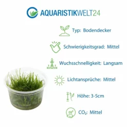 Gräser Set Mit 3 Gras Pflanzen Aquariumpflanzen Set Nr.130 9 Gräser Set Mit 3 Gras Pflanzen Aquariumpflanzen Set Nr.130 -Haus Dekoration Verkaufsgeschäft Graeser Set mit 5 Gras Pflanzen Aquariumpflanzen Set Nr 129 6 29961